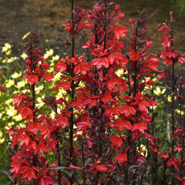 Lobelia starship  Scarlet - лобелия градинска ярко червена( 1522)